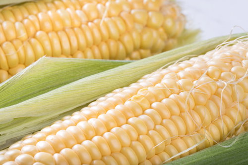 皮を剥いたトウモロコシと緑の皮、黄色い粒がぎっしり