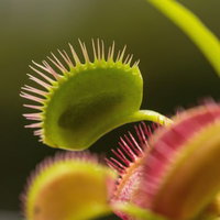 ハエトリソウ「美味しくいただきました」の写真