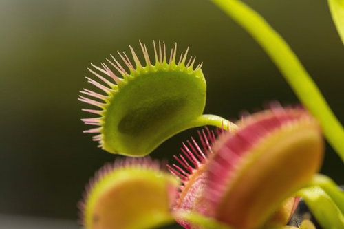 ハエトリソウ「美味しくいただきました」