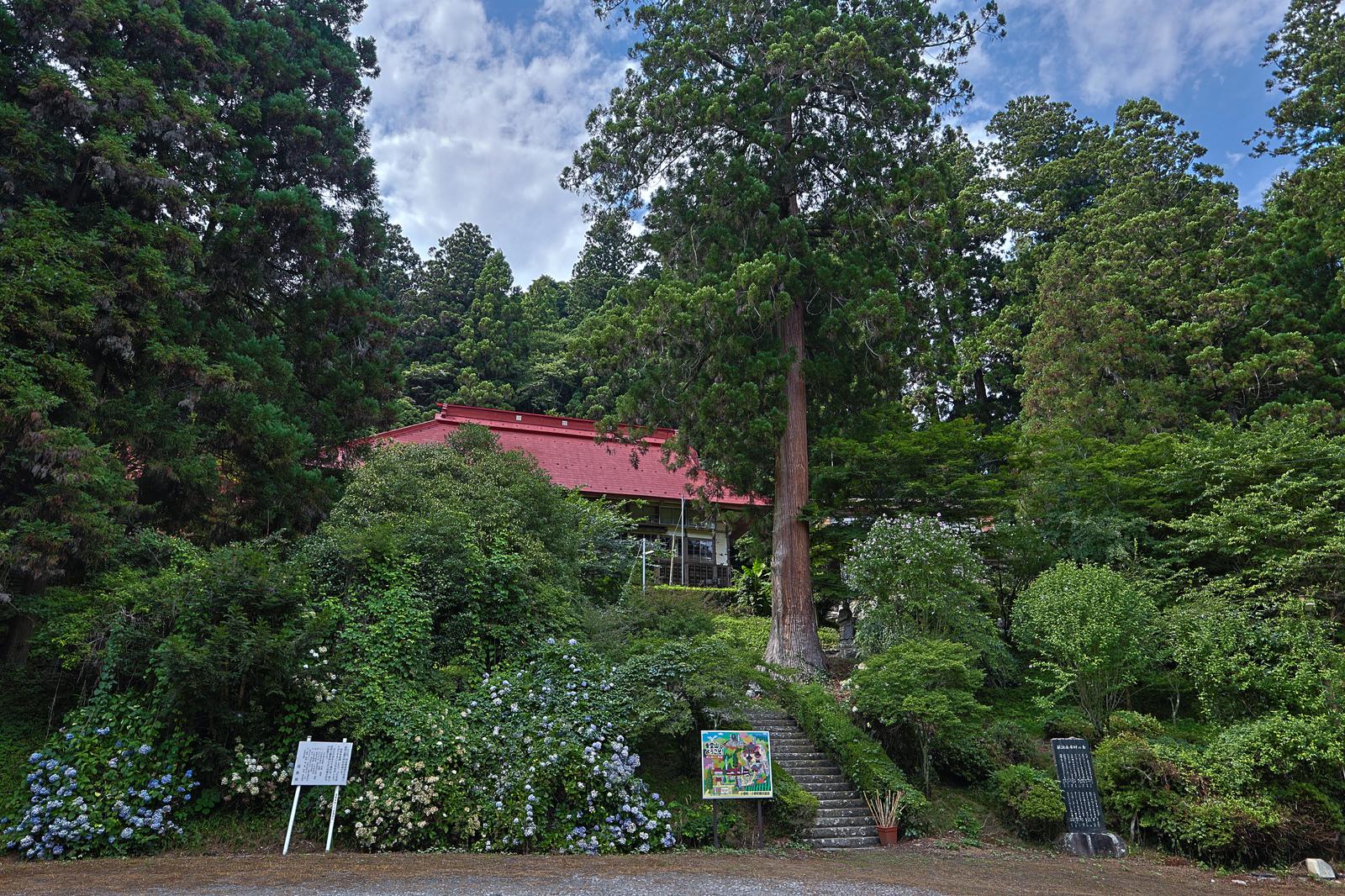 東堂山満福寺の境内と大杉・石段