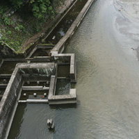 水量が減り機能を果たせなくなっている明治用水頭首工左岸魚道の下流部の様子の写真