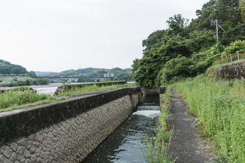 水が減ったために普段水面下にある白っぽく変色した石組みを見ることが出来る明治用水旧頭首工の船通し跡