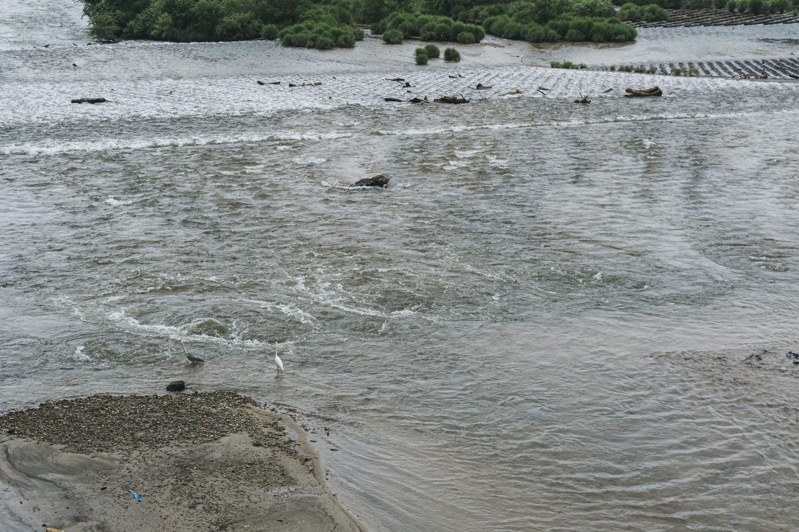 明治用水頭首工左岸下流部で漏水により噴出する水流と波紋