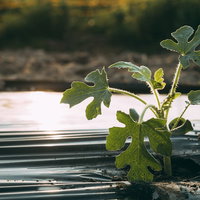 陽を浴びて成長する緑の苗の写真