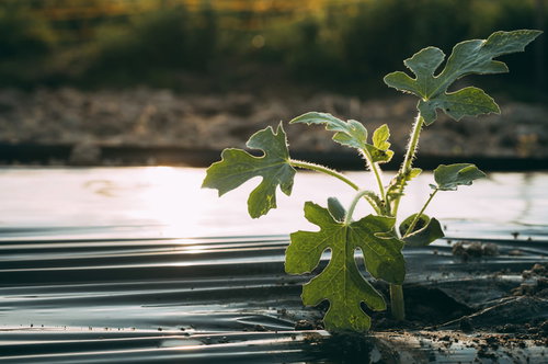 陽を浴びて成長する緑の苗