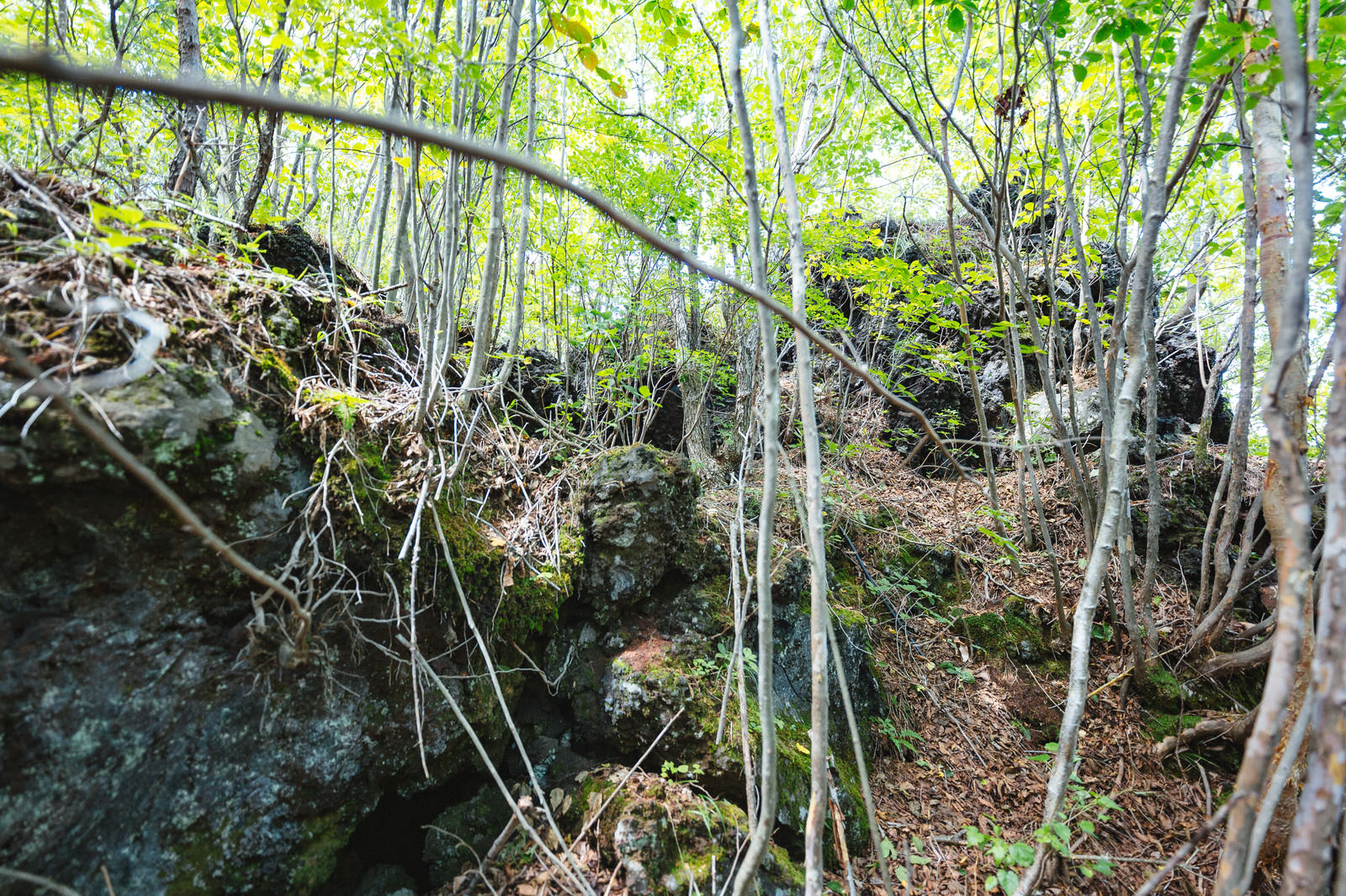 溶岩の隙間から生える緑の木々と垂れ下がった枝や根