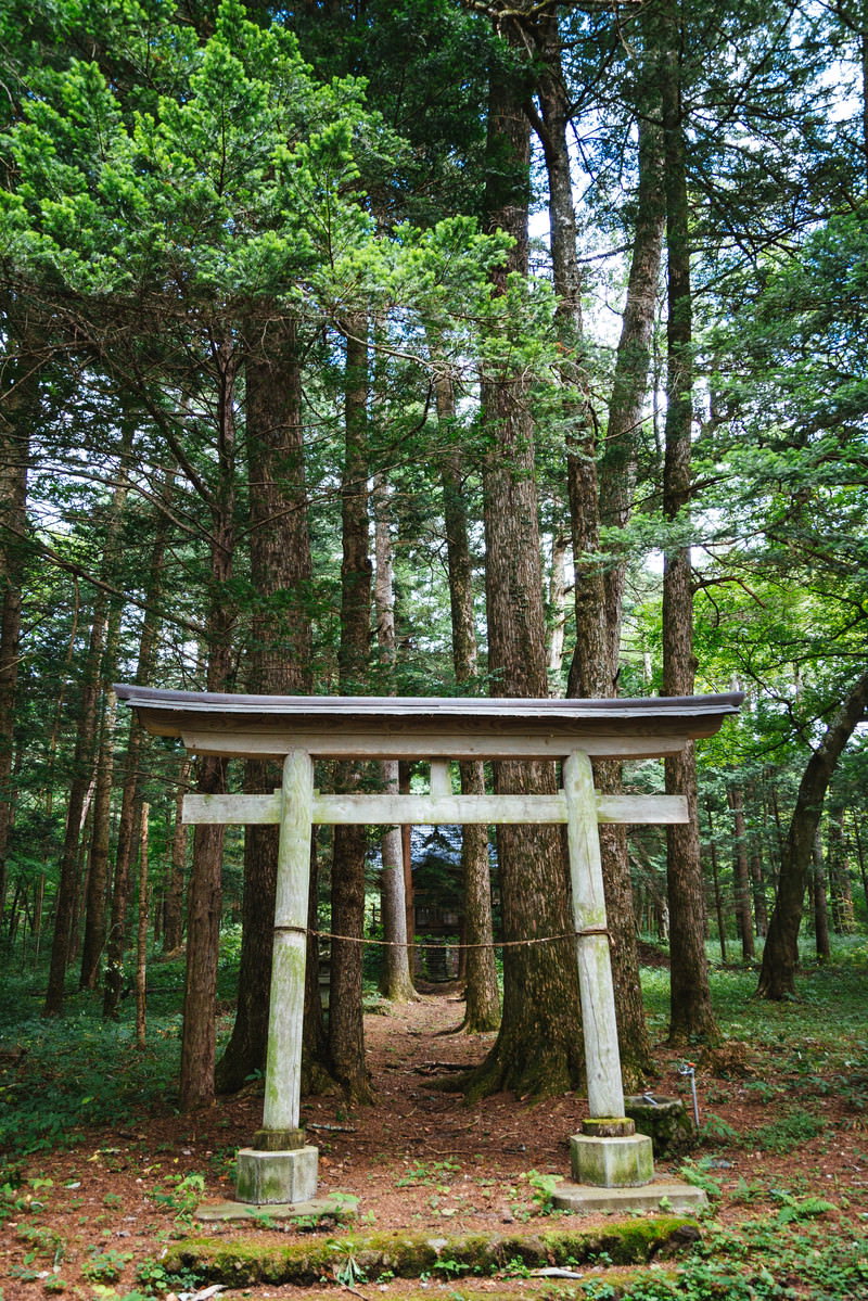 群馬県長野原町の狩宿諏訪神社で、樹齢の高い杉林に囲まれた白木製の鳥居が参道に立っている