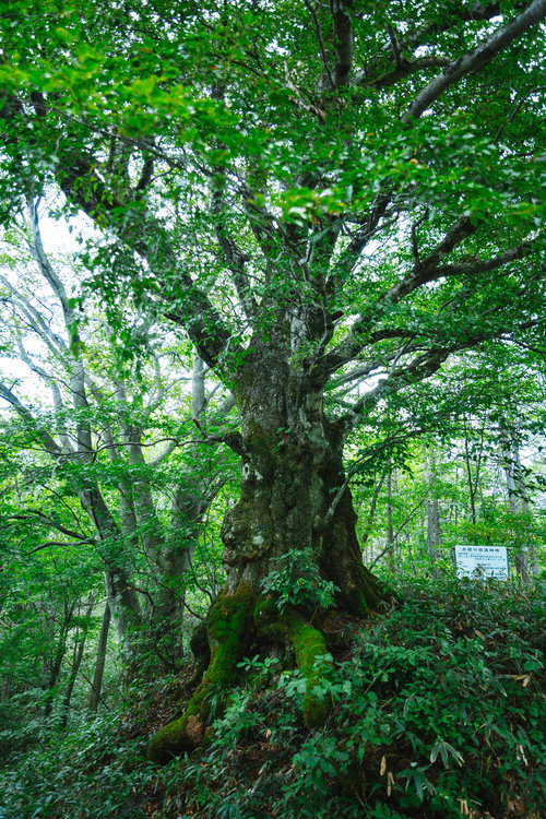 樹齢500年以上の万騎峠「大ブナの木」