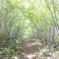 緑豊かな木々に覆われた浅間園の山道を歩くトレッキングコースの写真