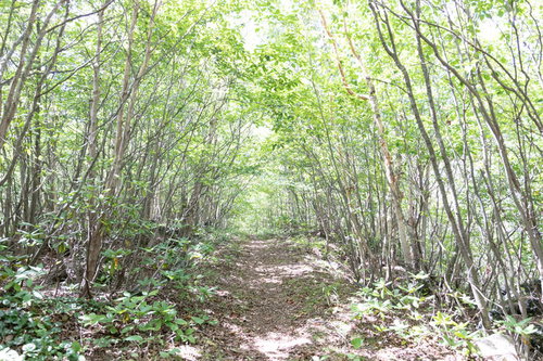 緑豊かな木々に覆われた浅間園の山道を歩くトレッキングコース