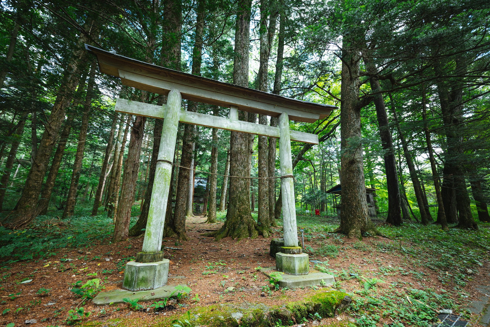 緑の森林に囲まれた白い鳥居が立つ神聖な空間