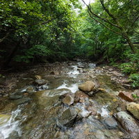 夏の森の中に建つ小さな祠の写真