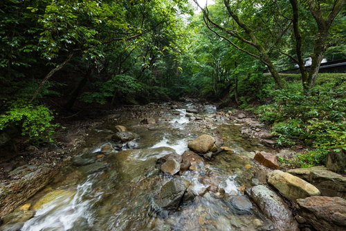 夏の森の中に建つ小さな祠