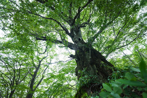 雑草に覆われた廃駅のホームと架線