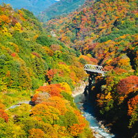 八ッ場ダム近辺、黄葉時期の吾妻峡と紅葉の秋風景の写真