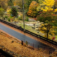 黄葉に囲まれた山間の橋と道路が見える旧川原湯温泉街跡の写真