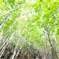 青空に向かって伸びる新緑の竹林の写真