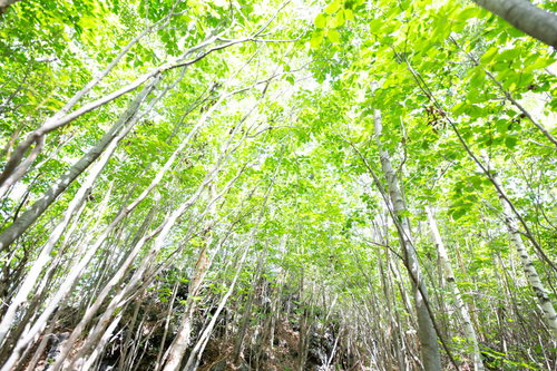 青空に向かって伸びる新緑の竹林
