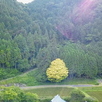 森林の中で黄色く色づく七色樫を上空から捉えた鏡野町の風景の写真