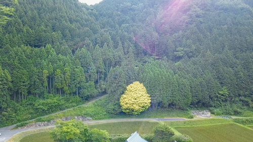 森林の中で黄色く色づく七色樫を上空から捉えた鏡野町の風景