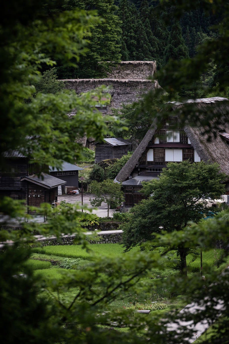 山間の緑に囲まれた相倉集落の合掌造り家屋群を望遠レンズで撮影した風景