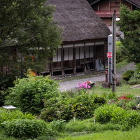 緑に囲まれたのどかな菅沼集落の街並みと合掌造りの写真