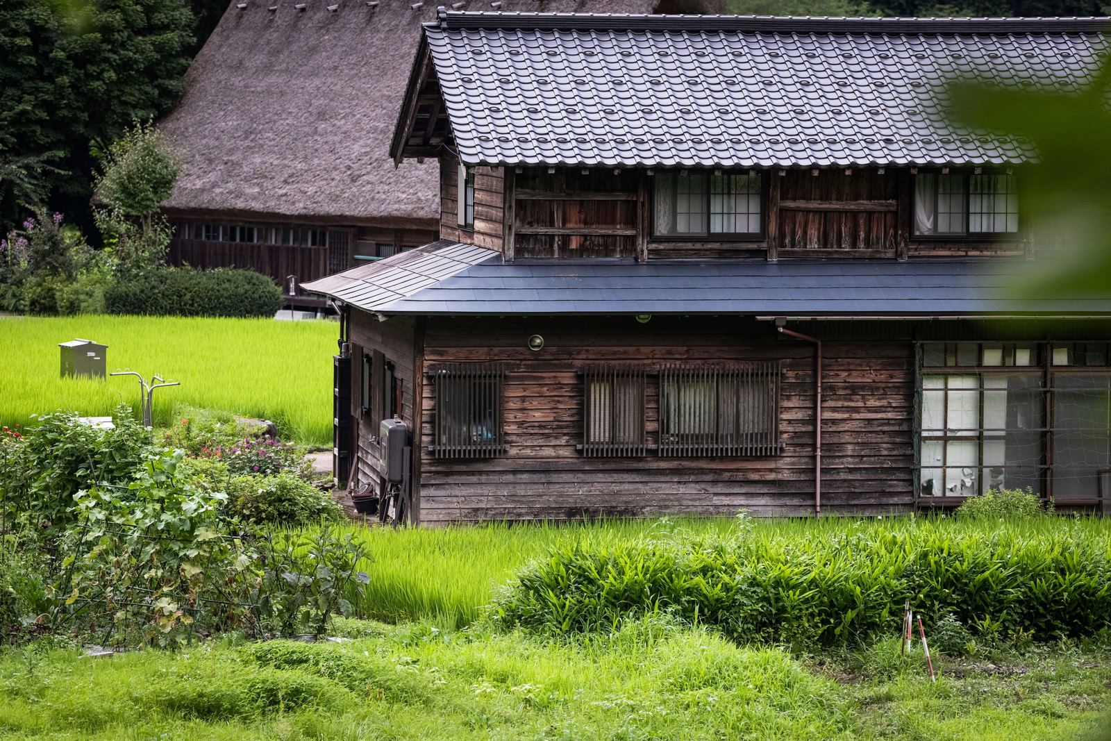 緑の田園風景に佇む茅葺き屋根の合掌造り民家