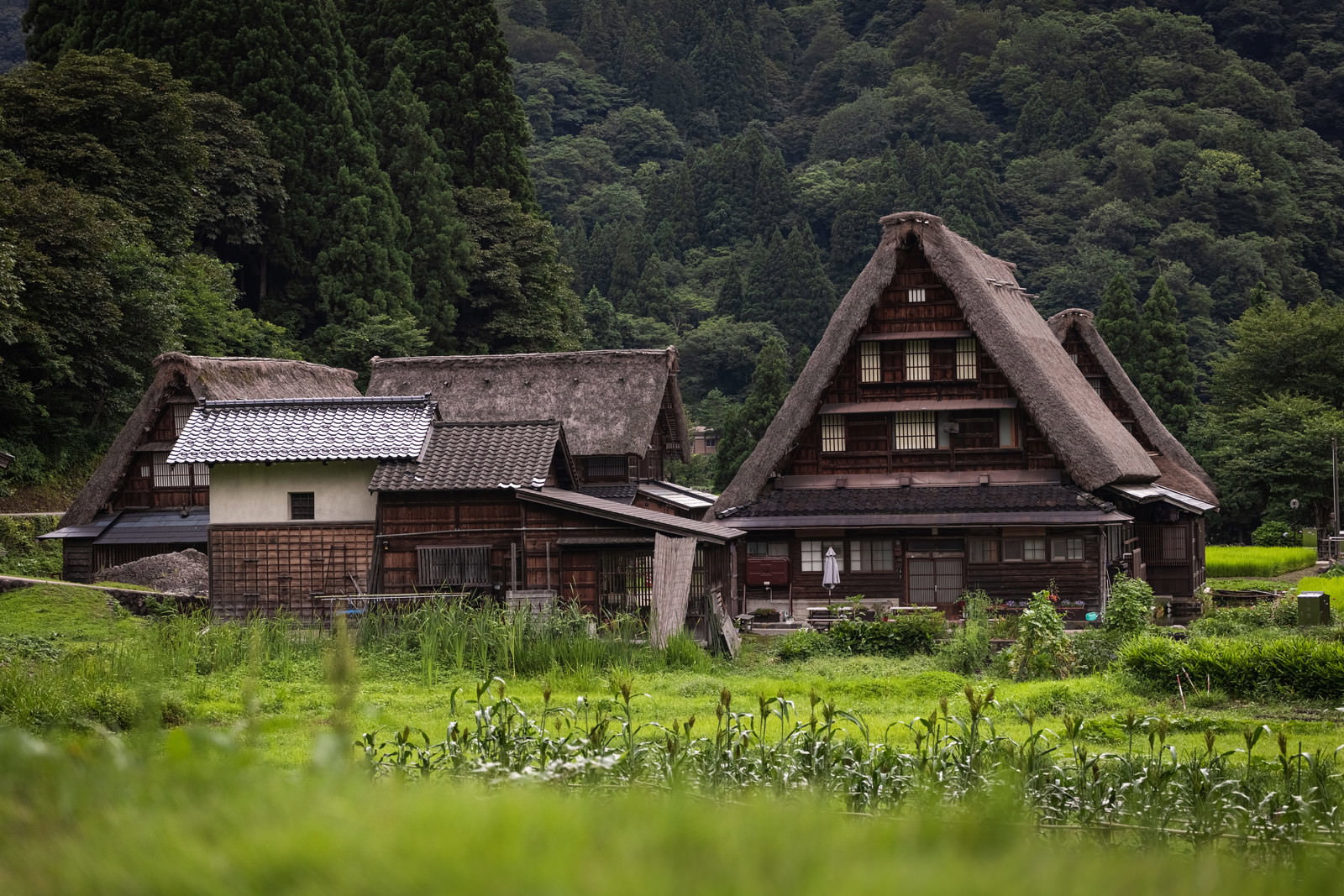 緑の山々を背景に茅葺き屋根の合掌造り家屋が建つ菅沼集落の風景
