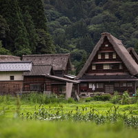菅沼集落の合掌造り家屋と田畑（五箇山世界遺産）の写真