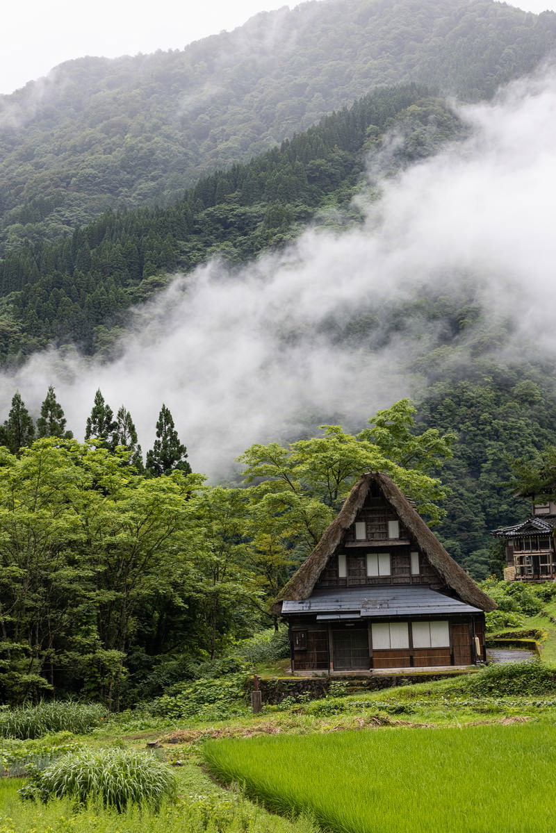 霧に包まれた山間の合掌造りの家と緑の田んぼがある風景
