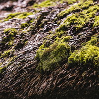 茅葺屋根に生える黄緑色の苔と伝統的な日本建築の質感の写真