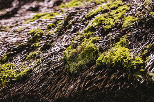 茅葺屋根に生える黄緑色の苔と伝統的な日本建築の質感
