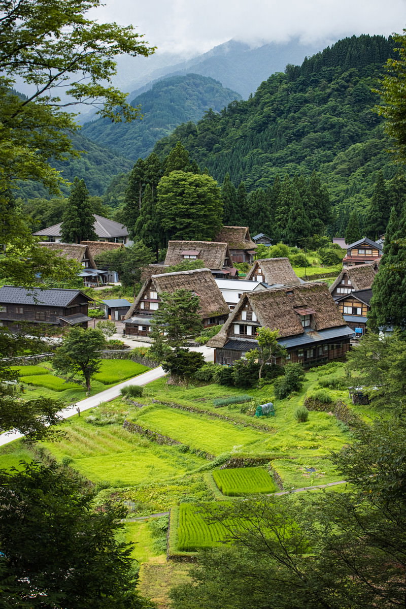 山間の緑に囲まれた相倉集落の合掌造り建物群を展望台から一望した風景