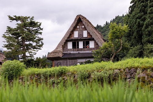 緑の田んぼと茅葺き屋根の合掌造りの家が建つ相倉集落
