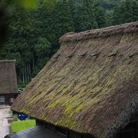 菅沼集落の茅葺き屋根に緑の苔が生える合掌造りの写真