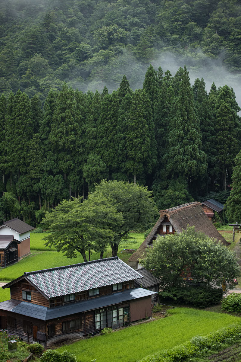 朝霧に包まれた菅沼合掌造り集落と田畑の風景