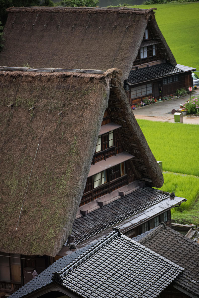 茅葺屋根の合掌造り家屋が複数軒建ち並ぶ菅沼集落の風景