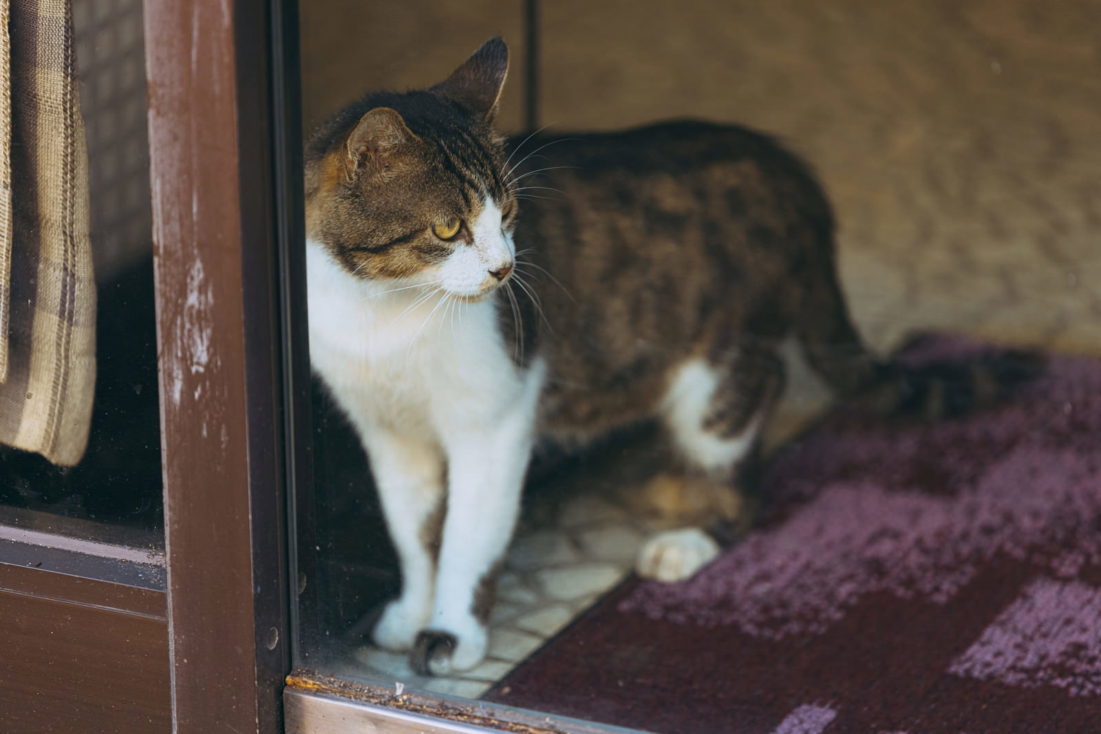 室内の窓辺でガラス越しに外を見つめる白と茶色の飼い猫