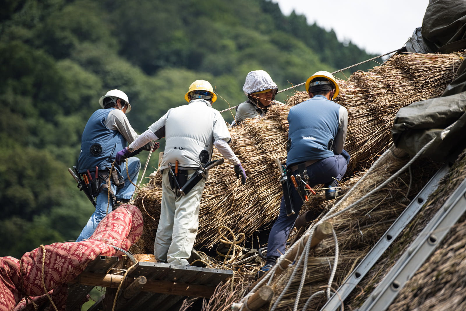 合掌造りの茅葺屋根で葺き替え工事をする職人たち