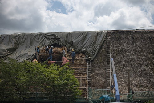 南砺市の村上家で行われる合掌造り茅葺屋根の葺き替え工事
