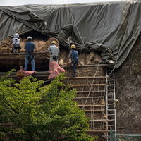 合掌造り村上家の茅葺屋根葺き替え工事現場にかかる梯子の写真