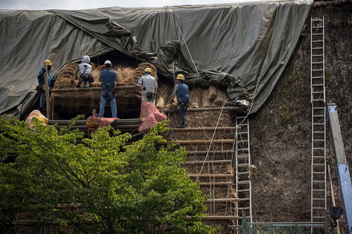合掌造り村上家の茅葺屋根葺き替え工事現場にかかる梯子