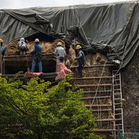 合掌造りの村上家で茅葺屋根の葺き替え工事を行う職人の写真