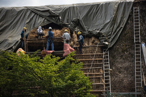 合掌造りの村上家で茅葺屋根の葺き替え工事を行う職人