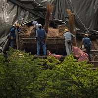 合掌造りの村上家で茅葺屋根の葺き替え工事をする職人の写真