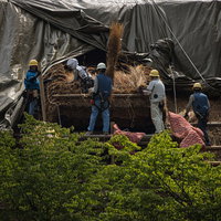 茅葺屋根の葺き替え工事を行う茅葺職人たちの伝統技術の写真