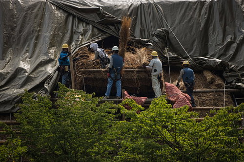 茅葺屋根の葺き替え工事を行う茅葺職人たちの伝統技術