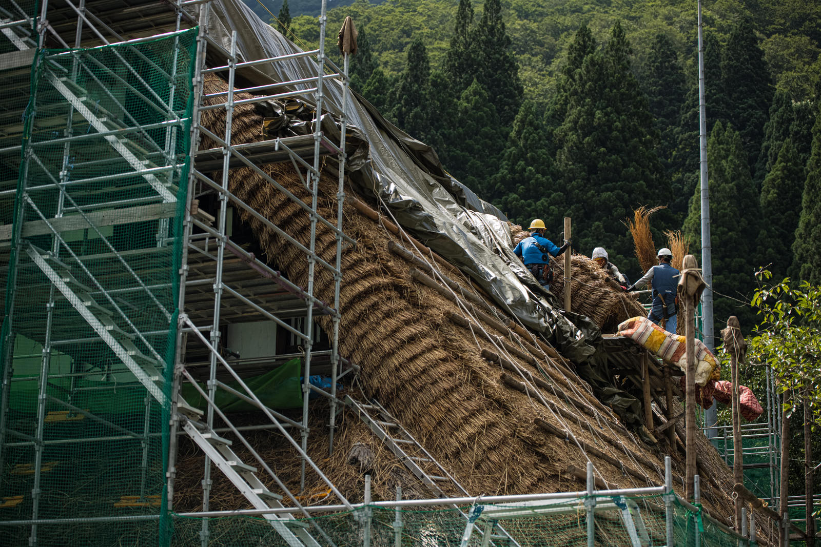 足場が組まれた合掌造りの茅葺屋根で葺き替え工事を行う作業員たち