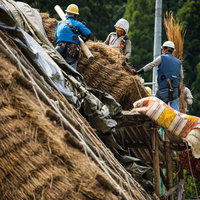南砺市村上家の茅葺屋根葺き替え工事中の職人たちの写真