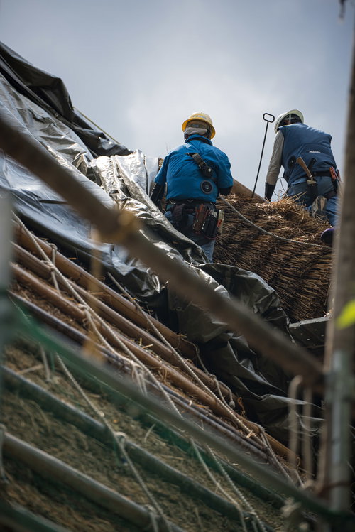 屋根に上がる茅葺職人による葺き替え工事の伝統技術